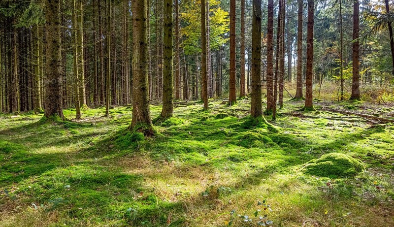 Idyllic forest scenery at summer time seen in southern Germany