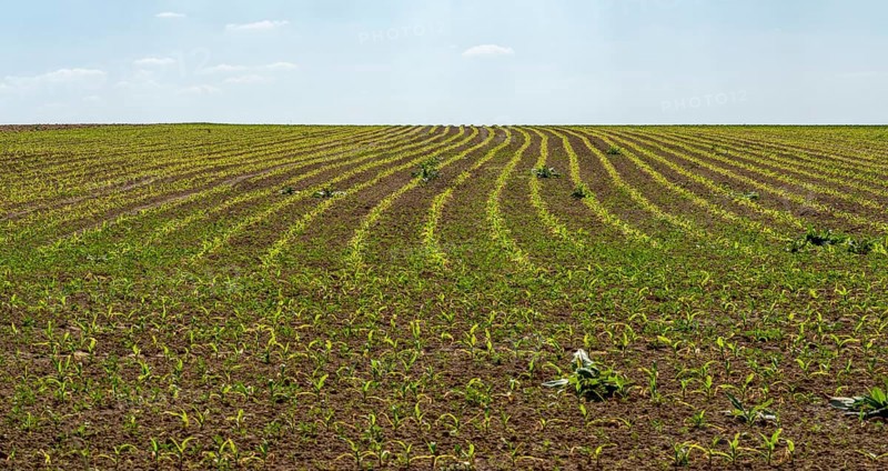 Sunny agricultural scenery showing a field with seedlings at spring time