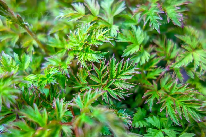 A natural full frame green leaves background