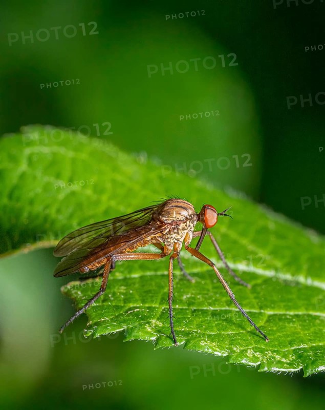 Low angle sideways macro shot of a Empis livida daggerfly resting on a green leaf