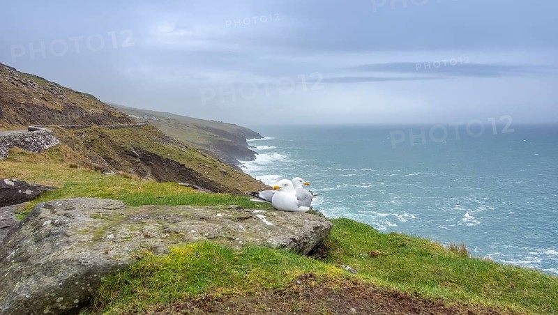 Coastal scenery including two seagulls near Dingle, a town in County Kerry, Ireland
