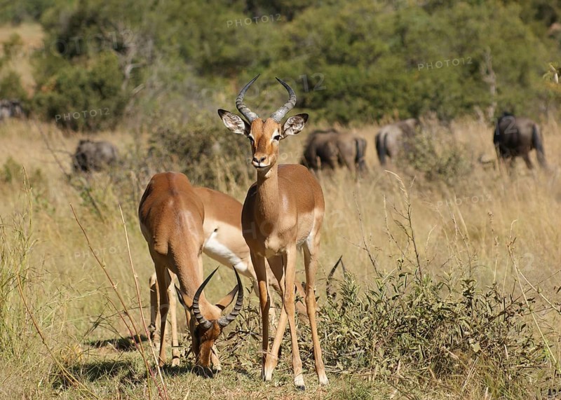 Some antelopes seen in Botswana