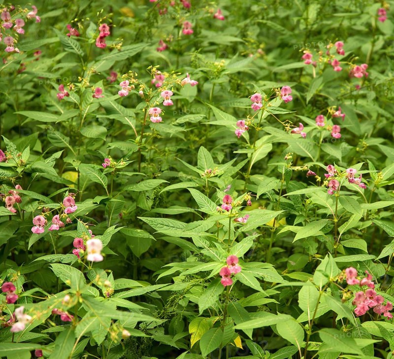Flower named Policemans helmet in green leavy ambiance