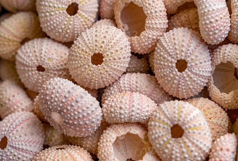 Full frame shot showing lots of sea urchin tests
