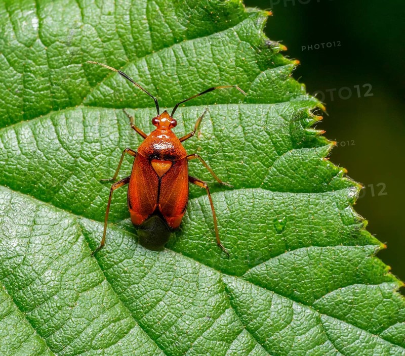 Macro shot showing the dorsal view of a Deraeocoris olivaceus mirid bug on a green leaf