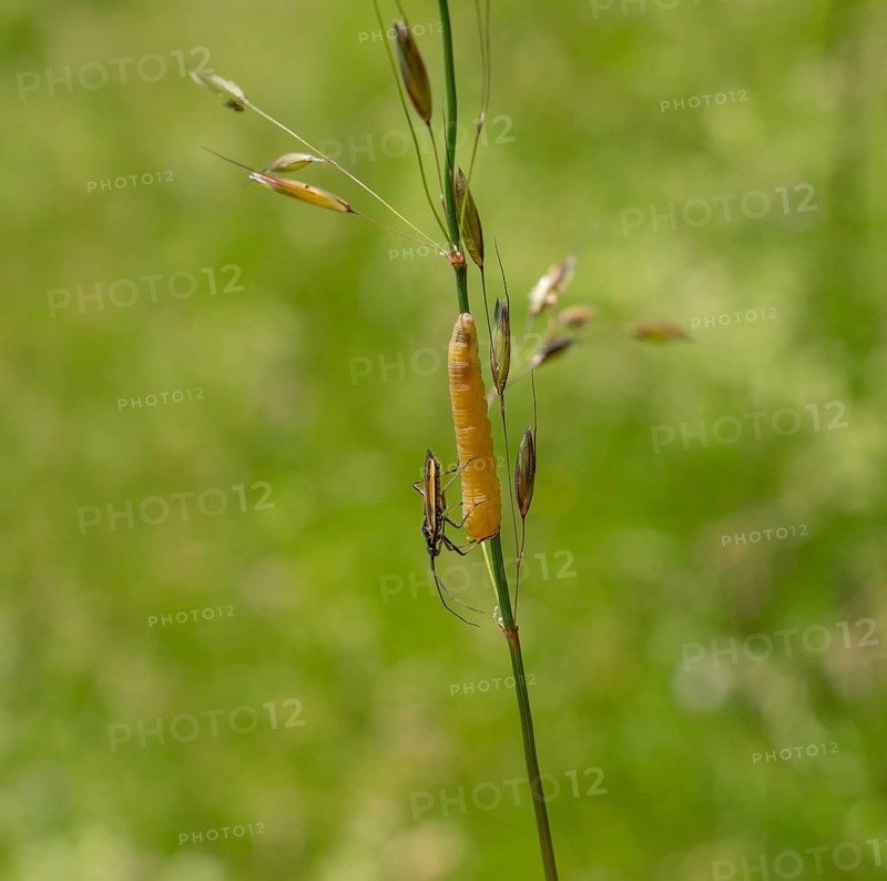 Meadow plant bug resting on a yellow caterpillar on a grass stipe in green ambiance