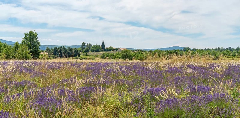 Lavender field near Mont Ventoux, a mountain in the Provence region of southern France