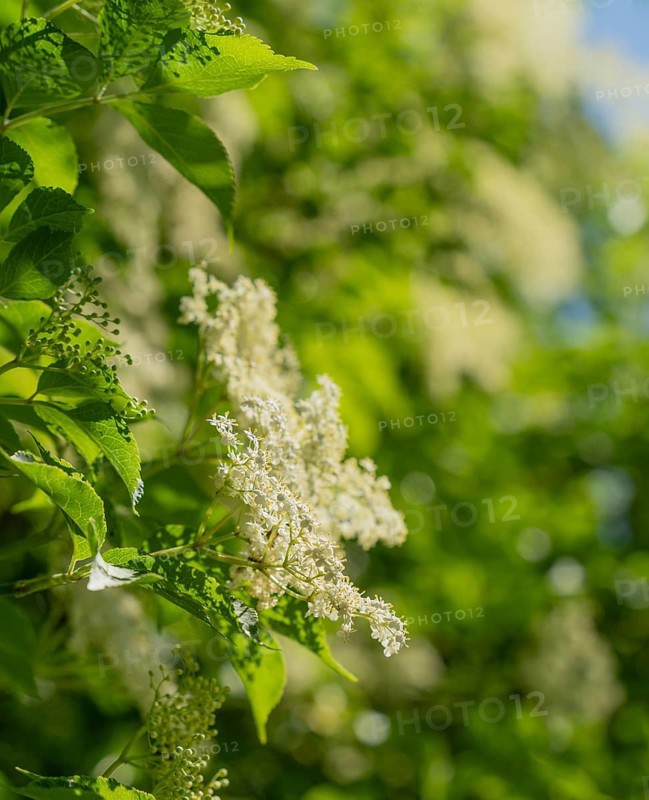 Closeup shot of some elderflowers in sunny ambiance