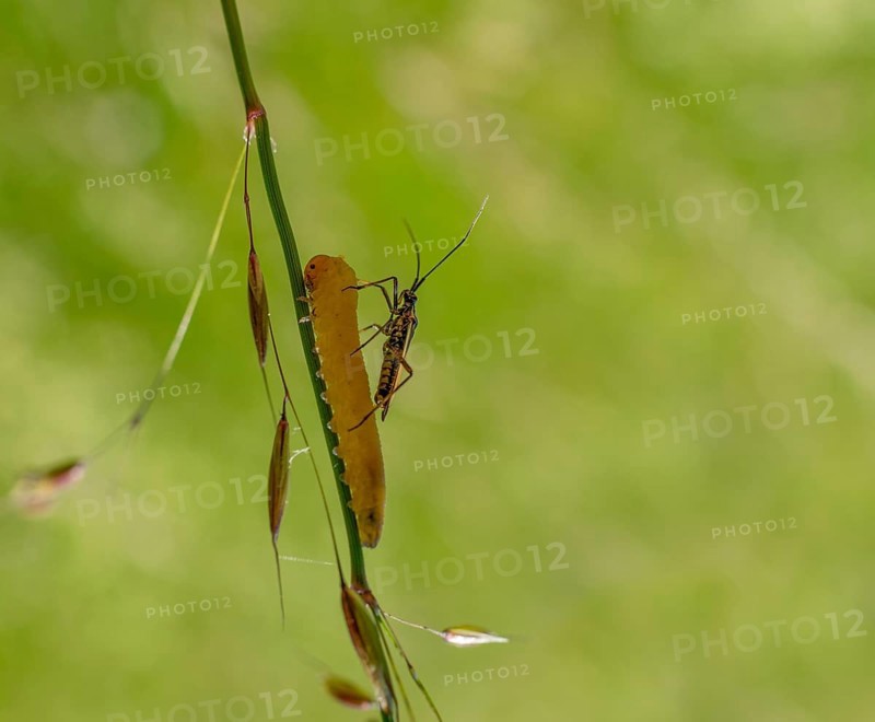 Meadow plant bug resting on a yellow caterpillar on a grass stipe in green ambiance