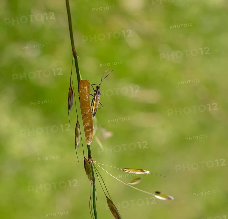 Meadow plant bug resting on a yellow caterpillar on a grass stipe in green ambiance