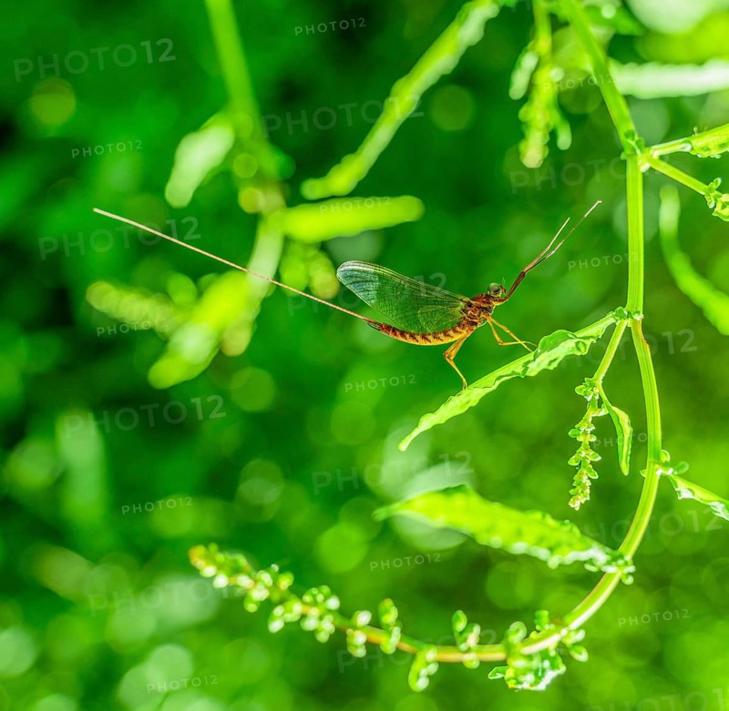 Sideways shot of a mayfly resting on a leaf in green vegetation ambiance