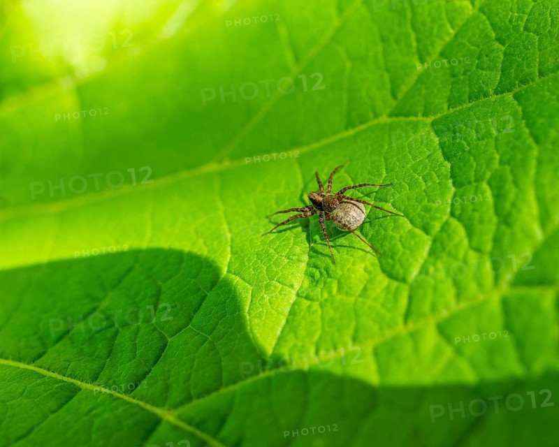Rear view of a wolf spider with egg sac resting on a green leaf in sunny ambiance