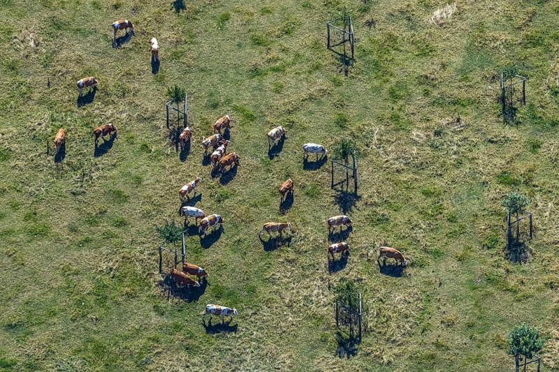 Aerial view, cows, cattle on pasture, near Münsterstraße and St.Josef senior centre, Hamm, Ruhr area, North Rhine-Westphalia, Germany, DE, Europe, birds-eyes, view, aerial view, aerial photography, aerial photography, overview, bird's eye view