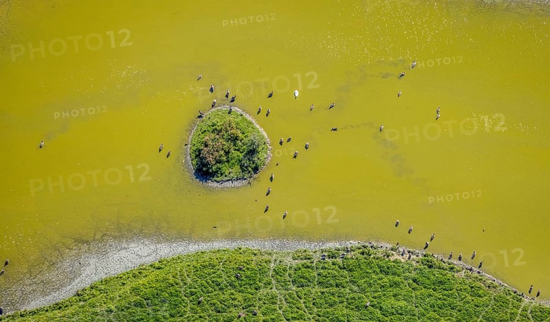 Aerial view, pond with island and water birds in the Lippe floodplains, Hamm, Ruhr area, North Rhine-Westphalia, Germany