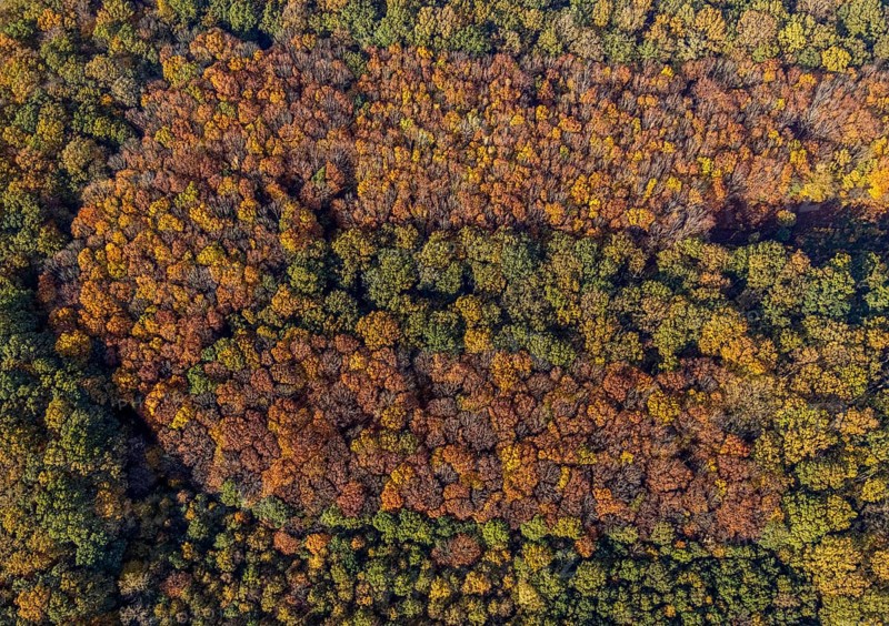 Aerial view, Hüls Wald Caldenhofer Weg, Rhynern, Hamm, Ruhr area, North Rhine-Westphalia, Germany, DE, Europe, shapes and colours, autumn colours, aerial view, aerial photography, aerial photography, mixed forest, overview, bird's-eye view, forest, forest area, birds-eyes view, overview