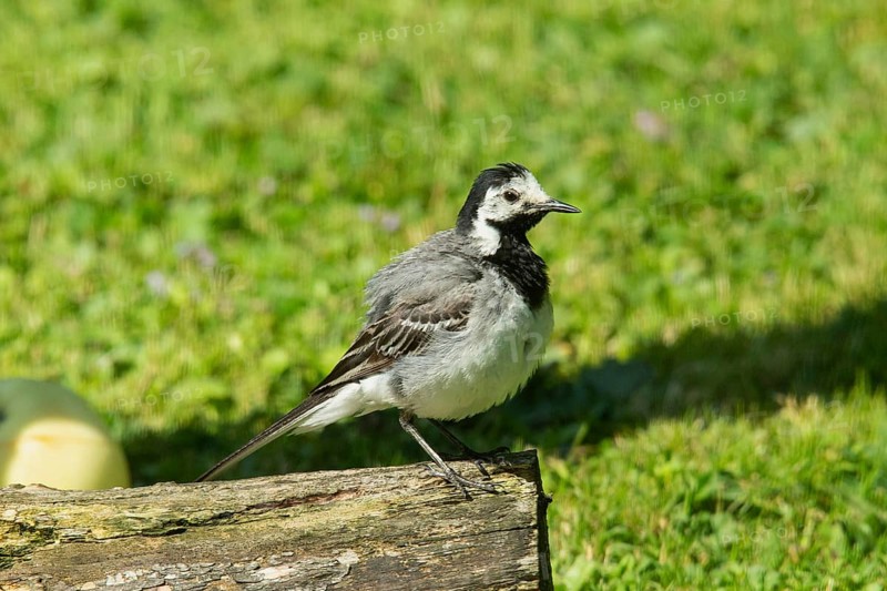 Wagtail with open beak looking right on tree trunk in green grass, Buchhofen, Bavaria, Germany