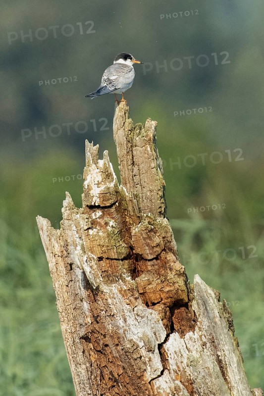 Common tern young bird sitting on tree stump looking right, Hofdorf, Bavaria, Germany