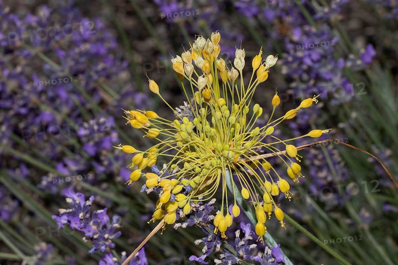 Yellow leek inflorescence with many yellow flowers in front of purple flowers, Buchhofen, Bavaria, Germany