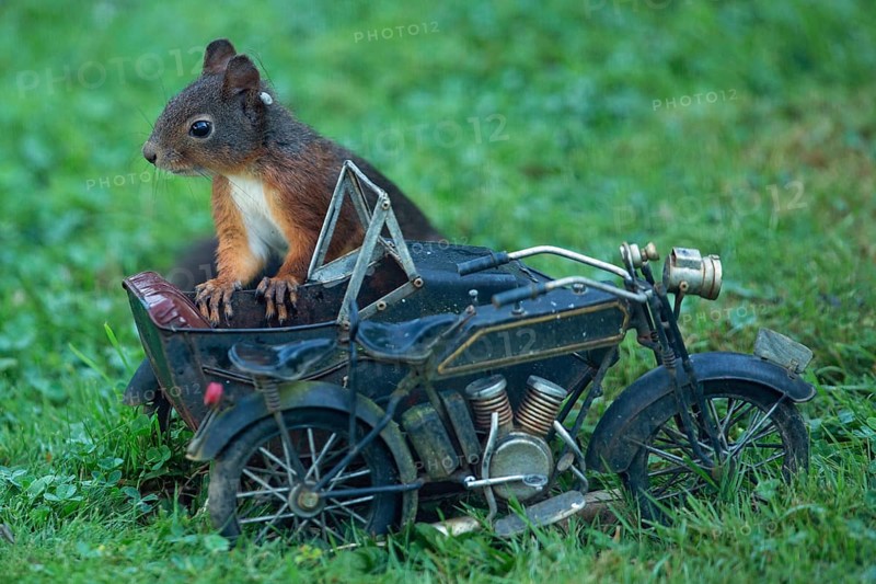 Squirrel leaning on motorcycle in green grass looking left, Buchhofen, Bavaria, Germany