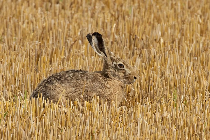 Hare sitting right looking in Stoppelfeld, Einmuss, Bavaria, Germany