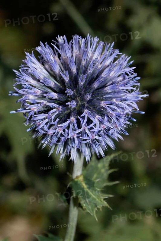 Blue globe thistle blue opened flowers, Buchhofen, Bavaria, Germany