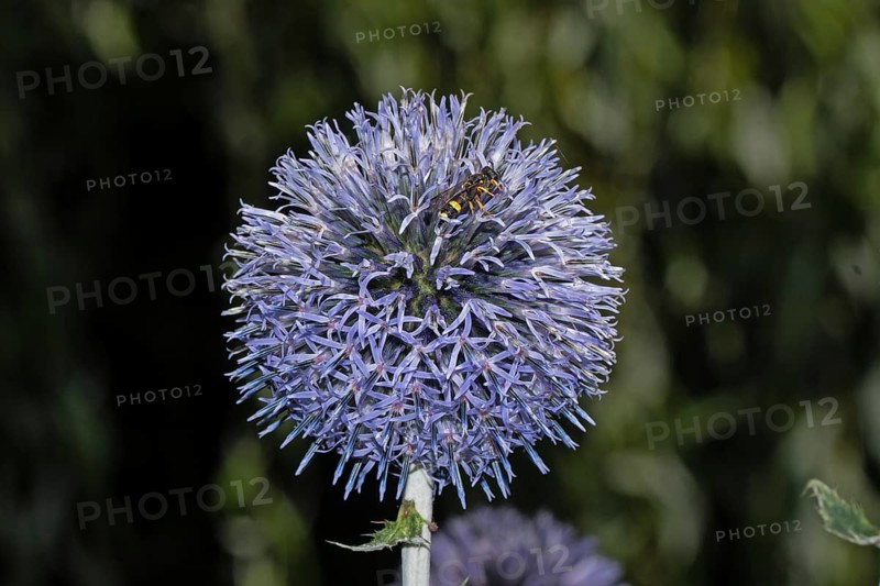 Blue globe thistle seeing blue open flowers with insect sitting right, Buchhofen, Bavaria, Germany