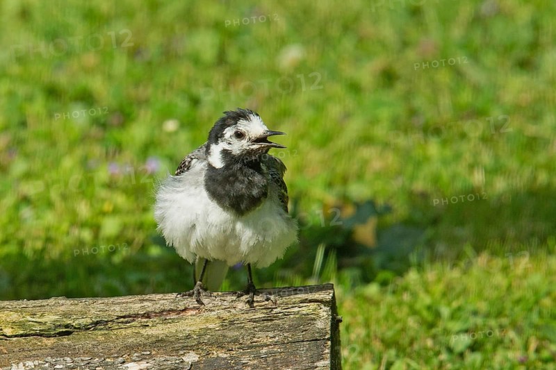 Wagtail with open beak on tree trunk in green grass looking from front right, Buchhofen, Bavaria, Germany
