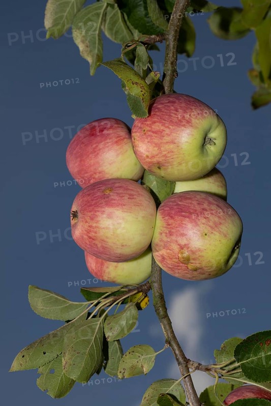 Apple branch with green leaves and several red apples against a blue sky, Buchhofen, Bavaria, Germany