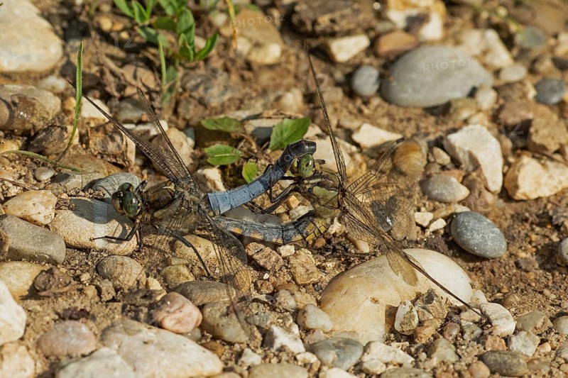 Large blue arrow male and female looking differently when mating on stones, Pfatter, Bavaria, Germany
