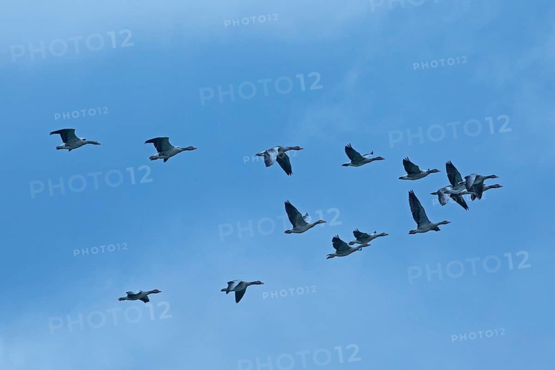 Grey goose many birds with open wings flying right in front of blue sky, Pfatter, Bavaria, Germany