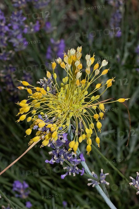 Yellow leek inflorescence with many yellow flowers in front of purple flowers, Buchhofen, Bavaria, Germany