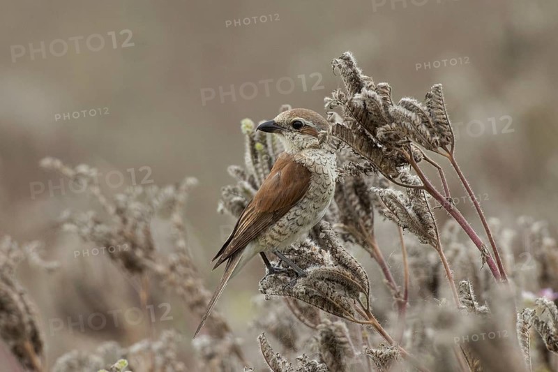 Red-backed shrike young bird sitting on brown fruit stands looking back from the front left, Arnhofen, Bavaria, Germany
