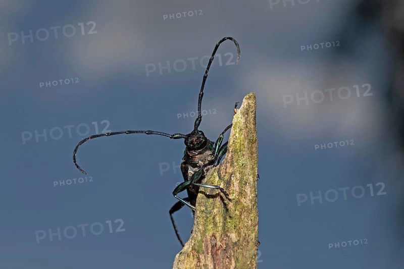 Muskbuck hanging from a tree stump looking from the front against blue sky and white clouds, Buchhofen, Bavaria, Germany