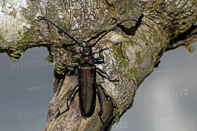 Muskbuck sitting on tree trunk looking up against blue sky, Buchhofen, Bavaria, Germany