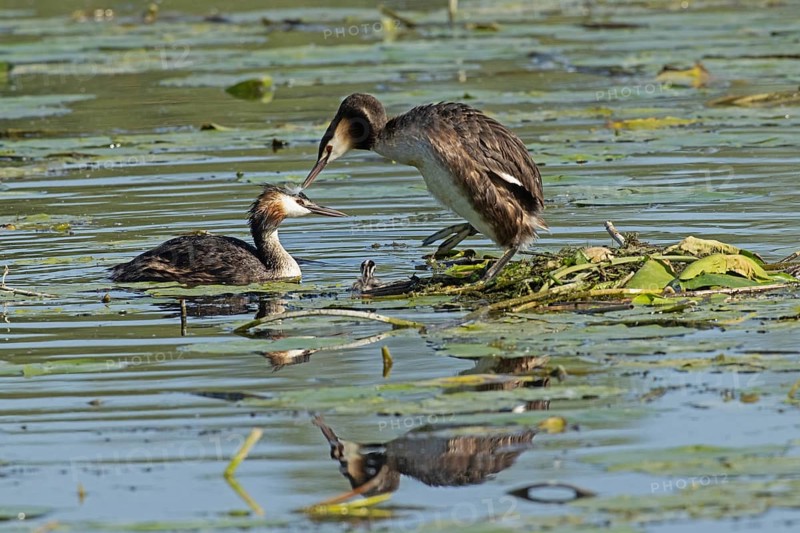 Grebe two adult birds with reflection next to nest with egg standing in water looking left and swimming right seeing and young bird swimming in water from behind, Pfatter, Bavaria, Germany
