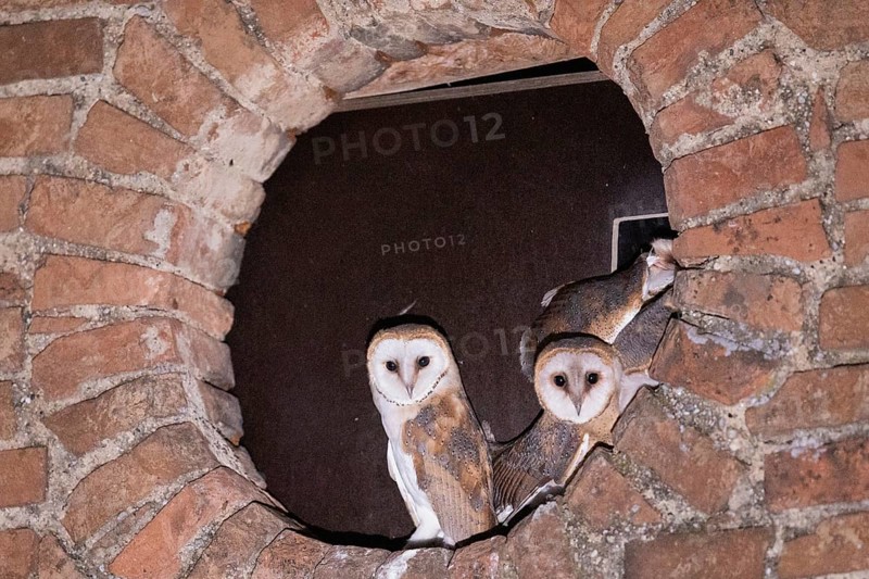 Barn owl four young birds in a round wall opening looking from the front, Kitzenhofen, Bavaria, Germany
