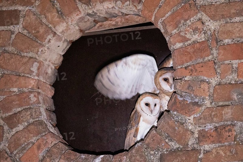 Barn owl two young birds with open wings in a round wall opening looking from the front, Kitzenhofen, Bavaria, Germany