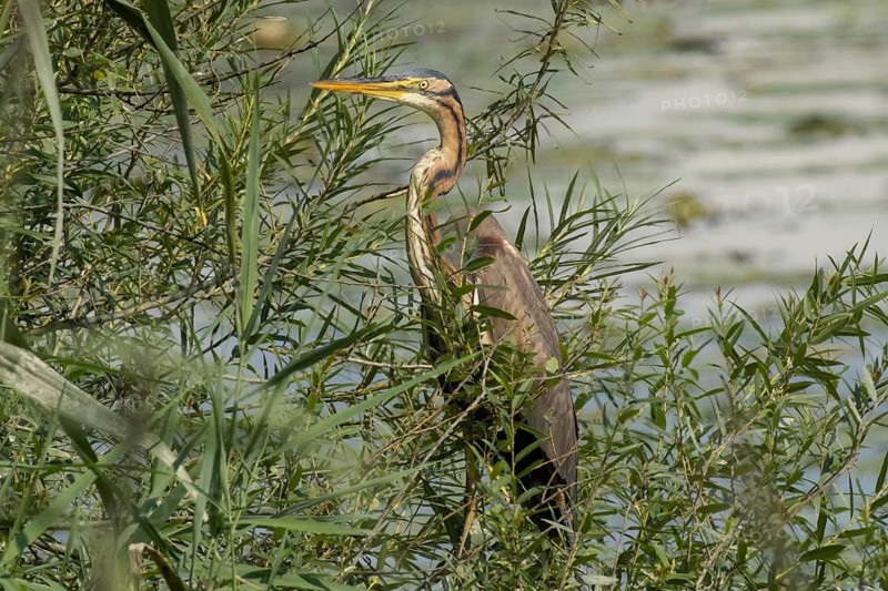 Purple heron standing in green willow bushes looking left in front of water, Pfatter, Bavaria, Germany