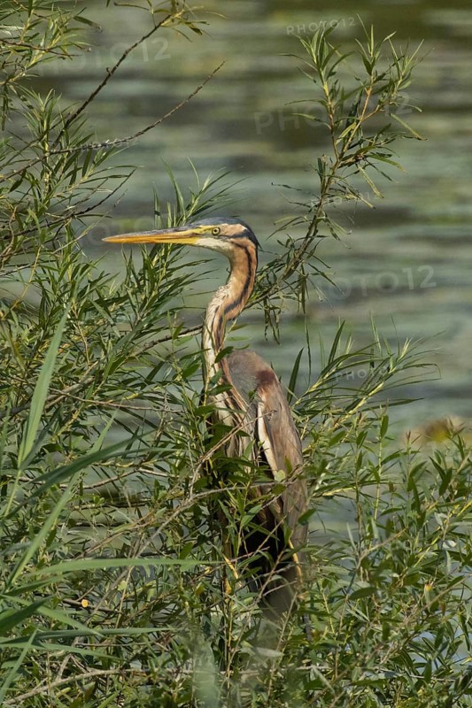 Purple heron standing in green willow bushes looking left in front of water, Pfatter, Bavaria, Germany