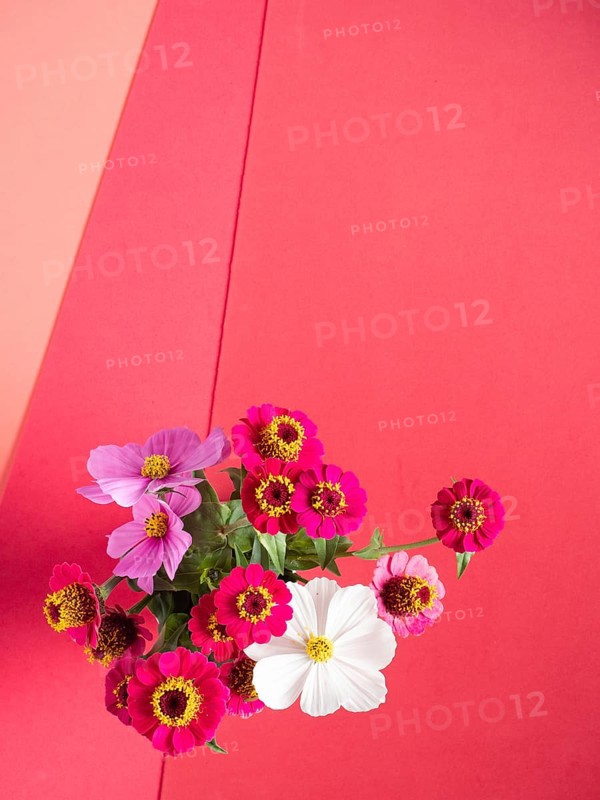 Group of vibrant pink, magenta, and white flowers creating a colorful border