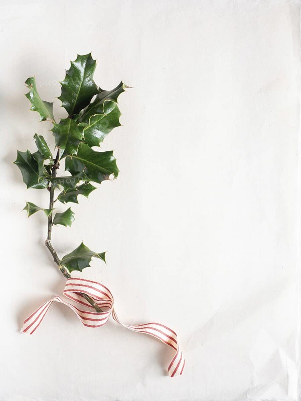 Holly sprig decorated with a red and white striped ribbon on a blank background