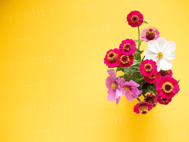 Zinnia flowers blooming in a vibrant bouquet on a bright yellow background