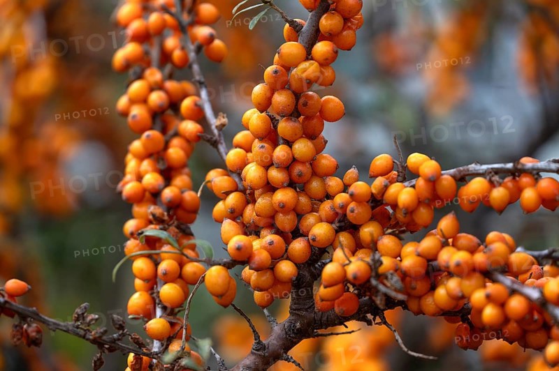 Ripe sea buckthorn fruits (Hippophae rhamnoides) on a bush, Darß, Mecklenburg-Western Pomerania, Germany