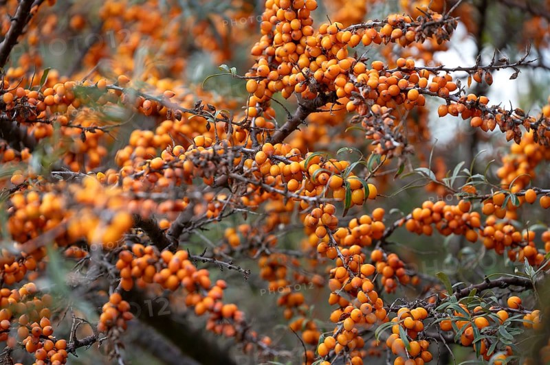 Ripe sea buckthorn fruits on a bush, Darß, Mecklenburg-Western Pomerania, Germany