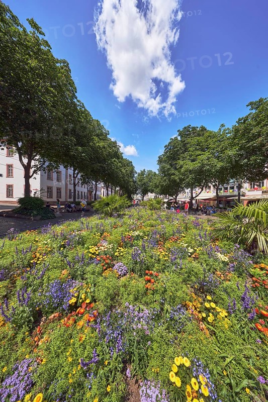 Garden area, flower bed, trees, general architecture, pedestrians as a secondary motif, blue sky, cumulus clouds, Schillerplatz, Mainz, state capital, district-free city, Rhineland-Palatinate, Germany
