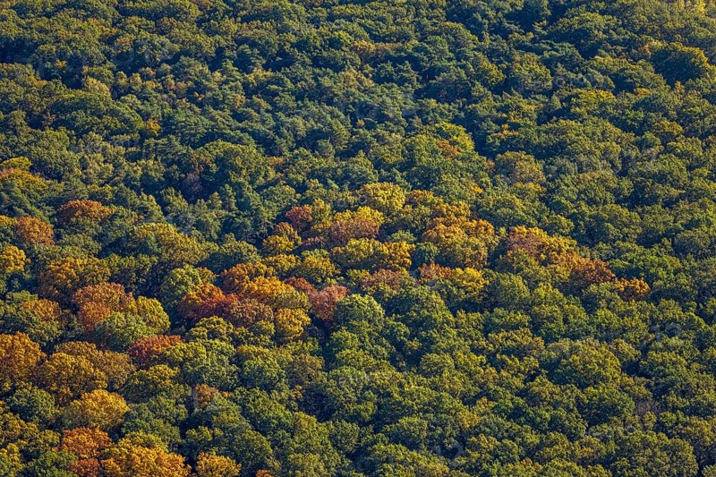 Aerial view, Pilsholz forest in autumn colors, Rhynern district, Hamm, Ruhr region, North Rhine-Westphalia, Germany, trees in autumn colors, DE, Europe, autumn, autumn colors, autumn mood, autumn forest colors, aerial photography, overview, bird's eye view, forest in autumn colors, autumn trees, autumn forest, overview
