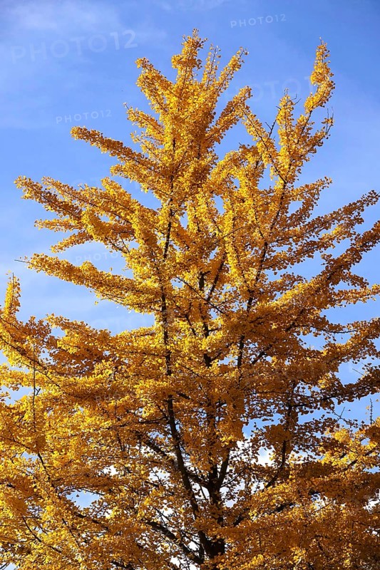 Ginkgo tree in autumn, Germany