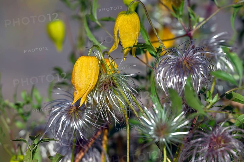 Gold Clematis (Clematis tangutica), Ahrenhoop, Darß, Mecklenburg-Western Pomerania, Germany