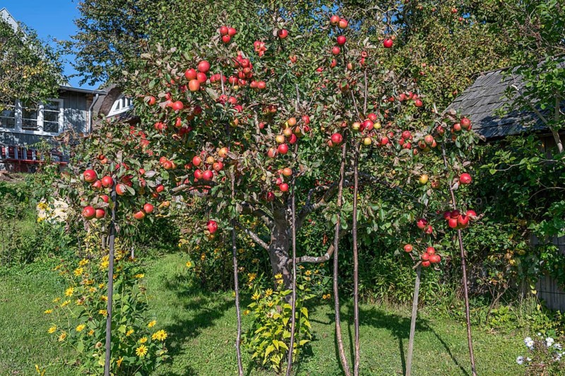 Ripe apples (Malus) on a tree in a garden, Ahrenshoop, Darß, Mecklenburg-Western Pomerania, Germany