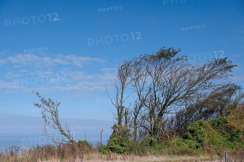 Sloping trees, so-called wind escapes on the Baltic Sea, Ahrenshopp, Darß, Mecklenburg-Western Pomerania, Germany